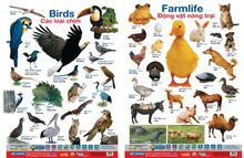 Poster 2 Mặt - Các Loài Chim + Động Vật Nông Trại